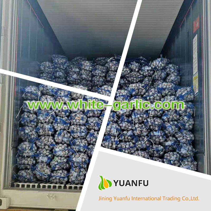 garlic exporters garlic exporters